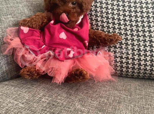 Üst Düzey Mi̇kroboy Poodle  Yavrular görsel