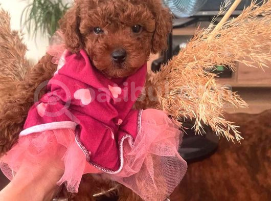 Üst Düzey Mi̇kroboy Poodle  Yavrular görsel