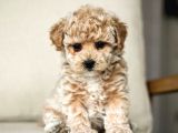 Mi̇ni̇ Puppy Boy Kahve Tonlu Kivircik Tüylü Malti̇po Yavrular 