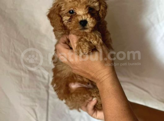 Mini Boy Puppy Kıpkırmızı Ev Üretimi Yavrularımız Tooy Poodl görsel