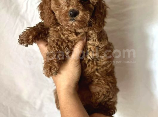 Mini Boy Puppy Kıpkırmızı Ev Üretimi Yavrularımız Tooy Poodl