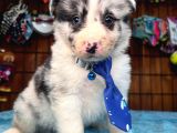 Tricolor Merle Secereli Border Collie Yavrularımız