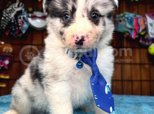 Tricolor Merle Secereli Border Collie Yavrularımız görsel