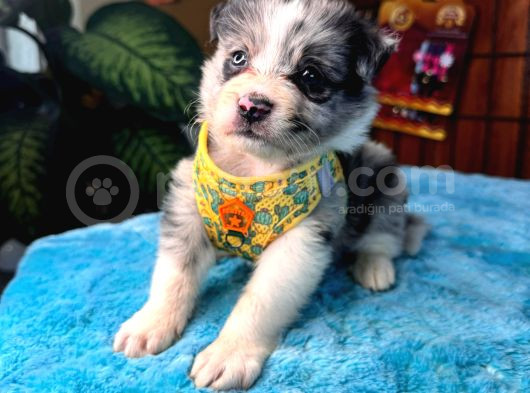 Tricolor Merle Secereli Border Collie Yavrularımız görsel