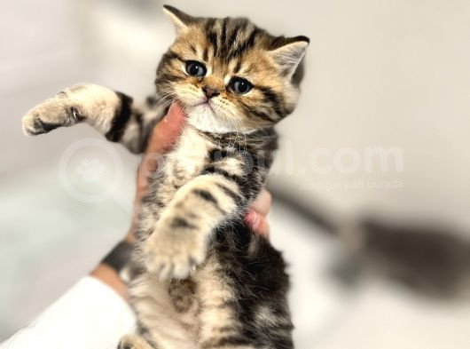 Silver-Golden Black Yavrular Ankara  görsel