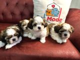Petmode köpek çiftliğinden wc eğitimli shih_Tzu yavrular