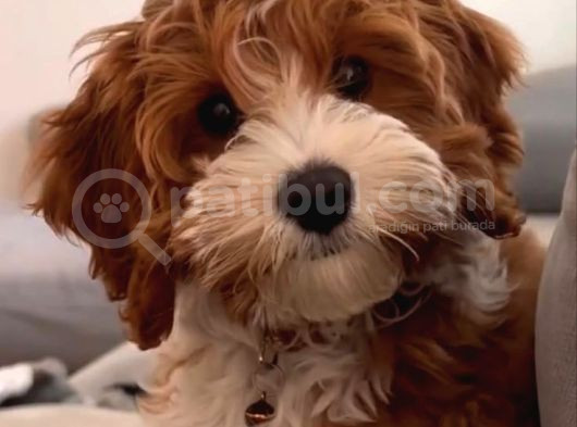 Mi̇ni̇ Puppy Boy Kahve Tonlu Kivircik Tüylü Malti̇po Yavrular  görsel