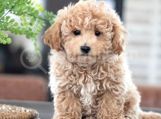Mi̇ni̇ Puppy Boy Kahve Tonlu Kivircik Tüylü Malti̇po Yavrular 