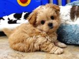 Kahve tonlu mini boy puppy sevimli yavrular MALTİPO CİNSİ 