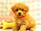 Mini Boy Puppy Kıpkırmızı Red Tooy Poodle 
