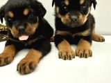 Rotweiler Macar Kafa 2 Aylık Yavrular Kaliteli