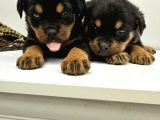 Rotweiler Macar Kafa 2 Aylık Yavrular Kaliteli