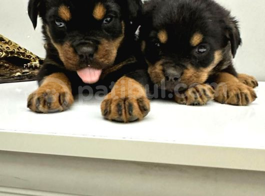 Rotweiler Macar Kafa 2 Aylık Yavrular Kaliteli görsel