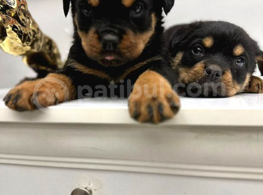 Rotweiler Macar Kafa 2 Aylık Yavrular Kaliteli görsel