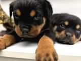 Rotweiler Macar Kafa 2 Aylık Yavrular Kaliteli