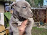 Estetikli Blue Erkek Cane Corso Efsane Yavru 2 Aylık