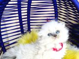 Güzeller Güzeli Scottish Fold Longhair Bluepoint