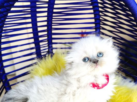 Güzeller Güzeli Scottish Fold Longhair Bluepoint