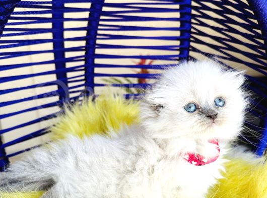 Güzeller Güzeli Scottish Fold Longhair Bluepoint görsel