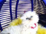 Güzeller Güzeli Scottish Fold Longhair Bluepoint