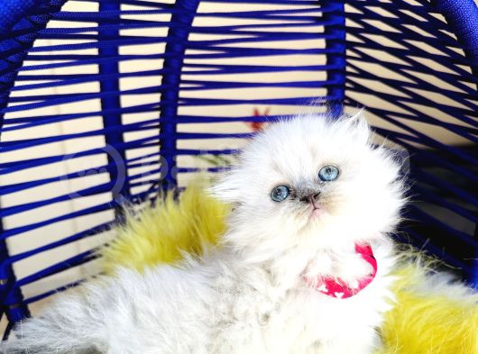 Güzeller Güzeli Scottish Fold Longhair Bluepoint görsel
