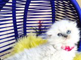 Güzeller Güzeli Scottish Fold Longhair Bluepoint
