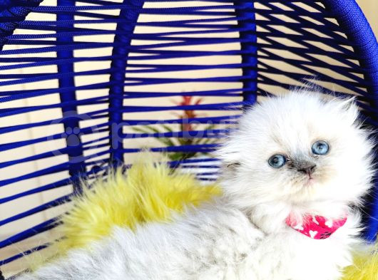 Güzeller Güzeli Scottish Fold Longhair Bluepoint görsel