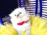 Güzeller Güzeli Scottish Fold Longhair Bluepoint