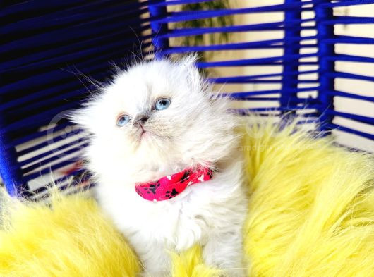 Güzeller Güzeli Scottish Fold Longhair Bluepoint görsel