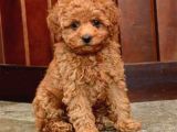 Mini boy puppy kıpkırmızı ev üretimi yavrularımız TOOY POODL
