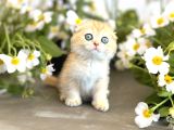 Secereli Scottish Fold Golden