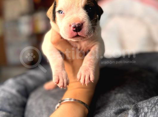 Amerikan Bulldog Yavrularımız Mükemmel Kalitede A Scr görsel