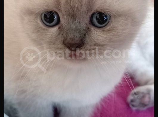 Scotish Fold Blupoint Kız Kardeşler görsel