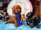 Oyuncak Poodle Mi̇nnacik Bebekler