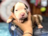 Ameri̇can Bulldog Scr Li̇ Kari̇zmalar