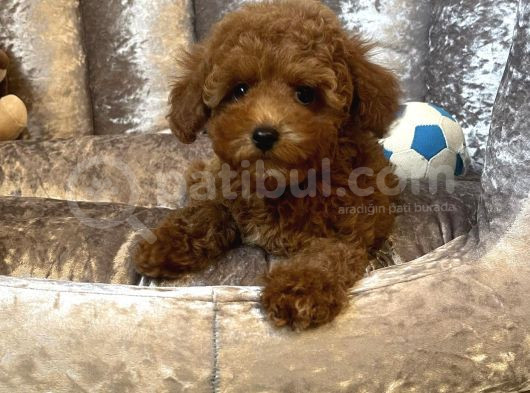 Irk Garanti̇li̇ Özel Toy Poodle Yavrular görsel