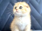 Secereli Scottish Fold Golden