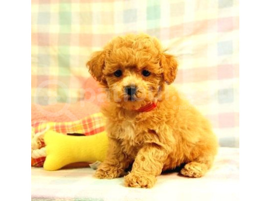Kahve Tonlu Mini Boy Puppy Sevimli Yavrular Malti̇po Ci̇nsi̇ 