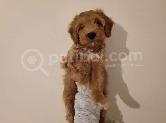 Sevecen Malti̇poo Yavrumuz görsel