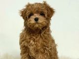 Mini Boy Puppy Kıpkırmızı Red Tooy Poodle 