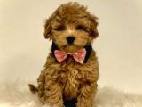 Mini Boy Puppy Kıpkırmızı Red Tooy Poodle 