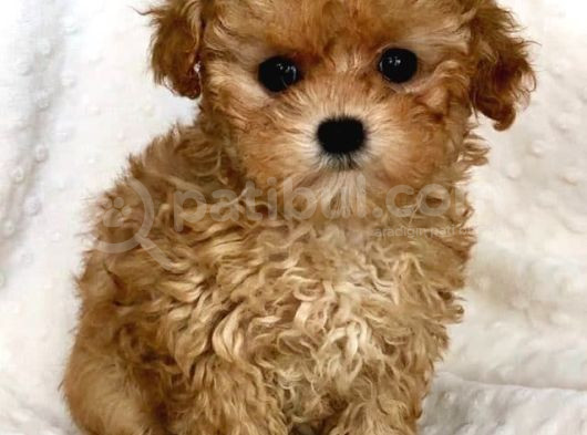 Kahve Tonlu Mini Boy Puppy Sevimli Yavrular Malti̇po Ci̇nsi̇ görsel