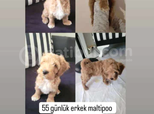 Sevecen Malti̇poo Yavrumuz