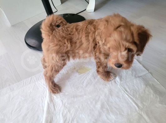 Sevecen Malti̇poo Yavrumuz görsel