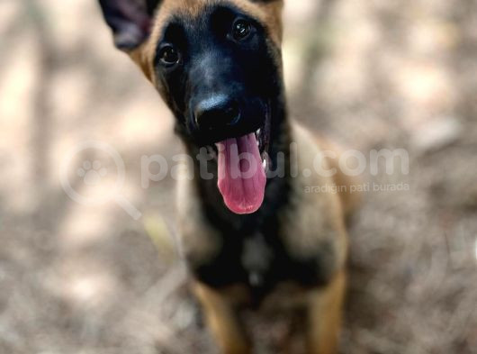 Belçika Kurdu Malinois Yavruları görsel
