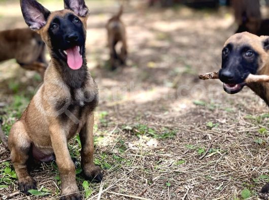Yavru Malinois görsel