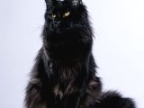 Muhteşem Güzellikte Maine Coon Yavrularımız