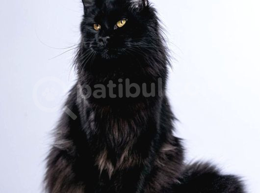 Muhteşem Güzellikte Maine Coon Yavrularımız görsel