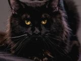 Muhteşem Güzellikte Maine Coon Yavrularımız