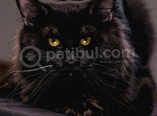 Muhteşem Güzellikte Maine Coon Yavrularımız görsel